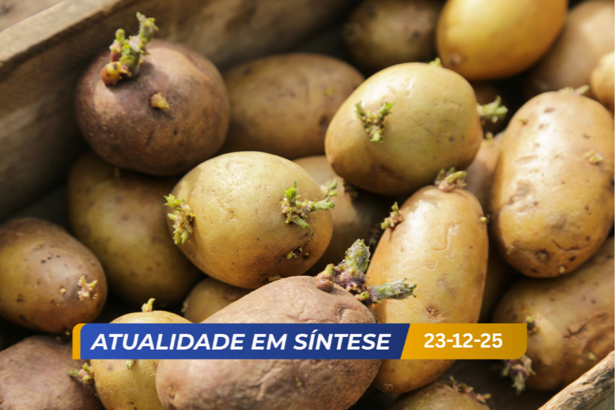 Batatas que têm grelos podem fazer mal à saúde